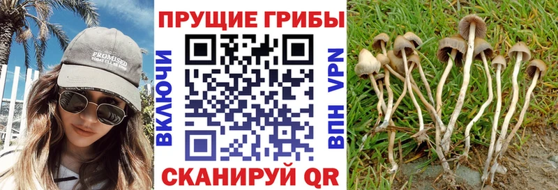 Галлюциногенные грибы мицелий  наркотики  Прокопьевск 